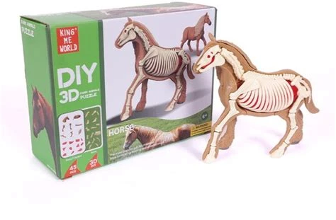 Paard 3D Anatomie