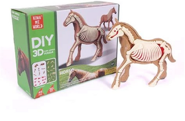 Paard 3D Anatomie